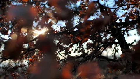 Closeup of sunlight through branches Video stock 233875824