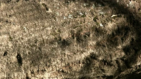 Closeup of Sunlit Tree Trunk Stock Footage 106721112