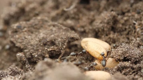 Closeup super macro shot of a chaotic cluster of ants carrying their eggs  Stock Footage 138139887