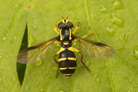 Closeup on the superb ant-hill hovervfly, Xanthogramma pedissequum, sitting on a Stock Photos