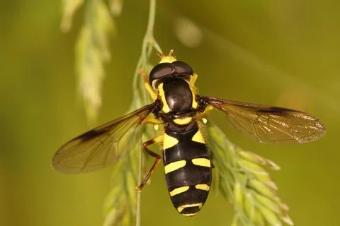 Closeup on the superb ant-hill hovervfly, Xanthogramma pedissequum, sitting on a Stock Photos