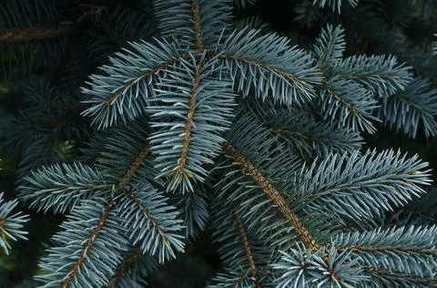 Closeup surface of blue spruce trees. Stock Photos
