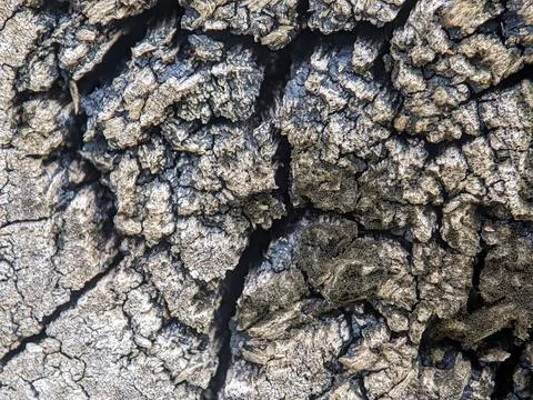 Closeup of the surface of a log that has rotted and cracked Stock Photos
