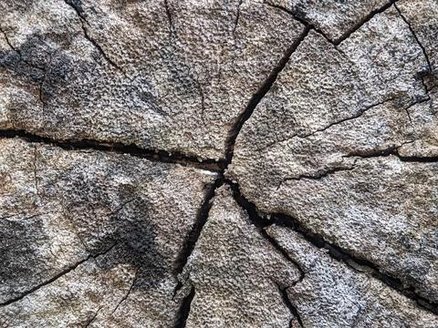 Closeup of the surface of a log that has rotted and cracked Stock Photos