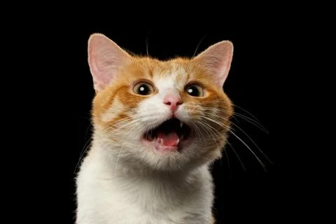 Closeup Surprised Ginger Cat with opened Mouth on Black Stock Photos