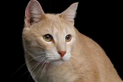 Closeup Surprised Ginger Cat with opened Mouth on Black Foto stock