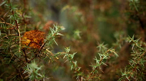 Closeup of swamp foliage Stock Footage 49613309