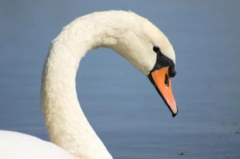 Closeup of swan head side view with blue lake on background Stock Photos