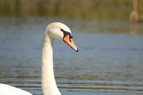 Closeup of swan head side view with rippled lake on background Foto stock