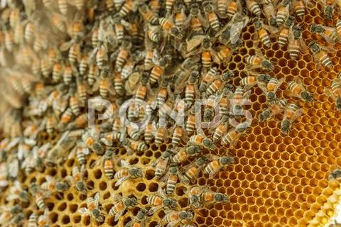 Closeup swarm of honeycomb on tree. Stock Photos