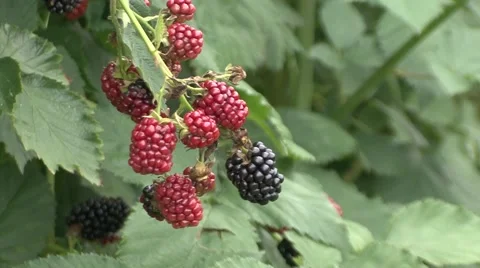 Closeup of swaying Blackberry Stock-Footage 41128738