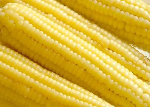 Closeup of sweet boiled corn Stock Photos