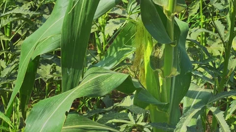Closeup of Sweet Corn Cob with Fresh Green Silk Growing in Maize Field Stock Footage 338426684