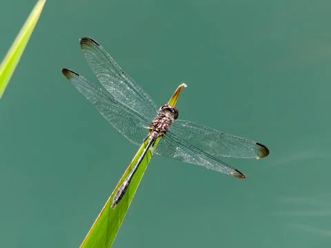 Closeup of Swift Setwing Dragonfly Fotos de archivo