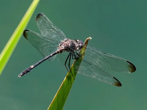 Closeup of Swift Setwing Dragonfly Foto stock