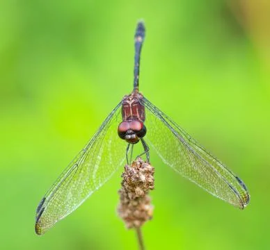 Closeup of Swift Setwing dragonfly Stock Photos
