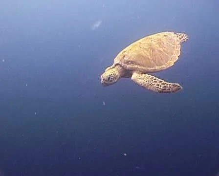 Closeup of swimming turtle Stock Footage 21221406