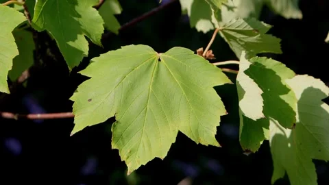 Closeup of a Sycamore leaf, Acer pseudoplatanus, in late Summer. UK Stock Footage 345116669