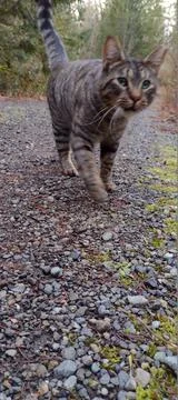 Closeup tabby cat face expression cute outdoors Stock Photos