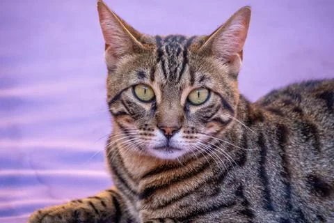 Closeup of tabby cat looking at the camera lying on a violet lounger. Stock Photos