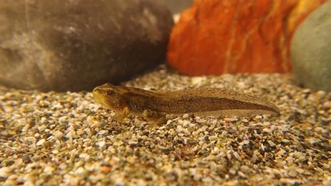 Closeup tadpole has 4 legs. Amphibians, small frog underwater. amphibian, nature Stock Footage 199789897