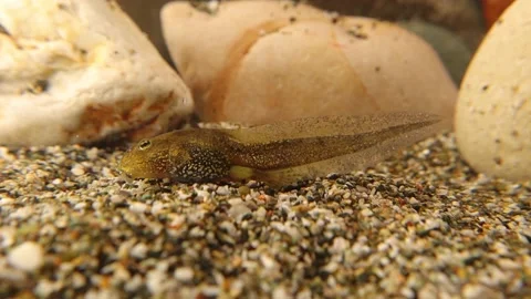 Closeup tadpole has legs. Amphibians, small frog underwater. amphibian in nature Stock Footage 198700341