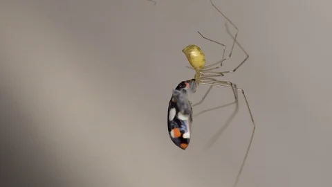 Closeup taken inside a house of a longbodied cellar spider (Pholcus 動画素材 118045883