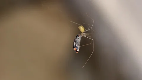 Closeup taken inside a house of a longbodied cellar spider (Pholcus 動画素材 118045901
