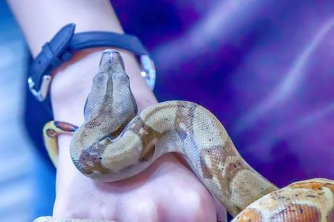 Closeup of a tamed snake with a scales pattern on a hand Foto stock