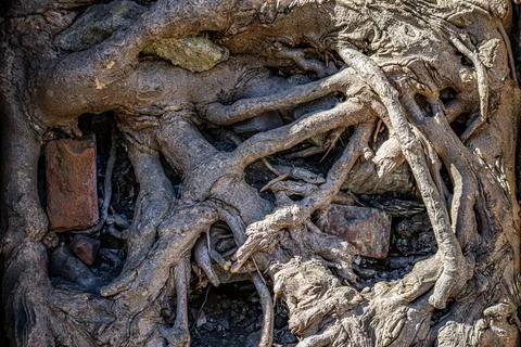 Closeup of tangled tree roots growing around bricks and stones in soil. Foto stock