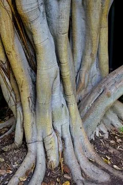 Closeup of a tangled tree trunk, La Brea Tar Pits, California. Foto stock