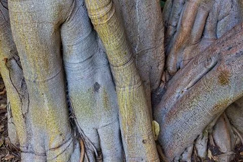 Closeup of a tangled tree trunk, La Brea Tar Pits, California. Stock Photos