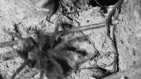 Closeup Tarantula Spider Aggressive Attacking Stick in Jungle at Night Infrared Stock Footage 132095790