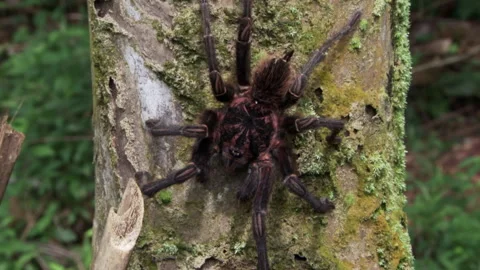 Closeup of Tarantula on a tree trunk, Am... | Stock Video | Pond5