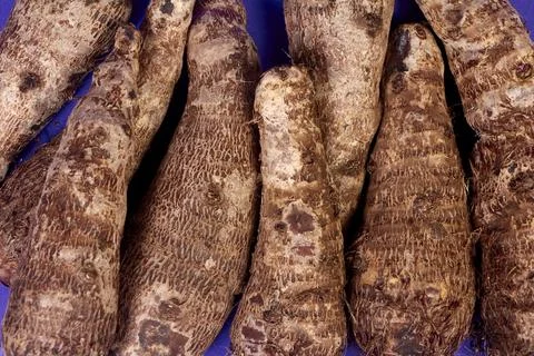 Closeup of taro root vegetable, eddo malanga, purple background Stock Photos