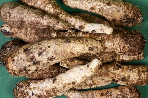 Closeup of taro root vegetable, eddo malanga, green background Stock Photos