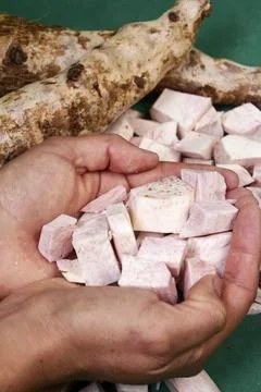 Closeup of taro root vegetable, eddo malanga, green background Stock Photos