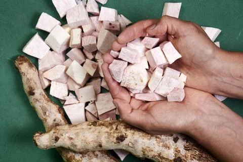 Closeup of taro root vegetable, eddo malanga, green background Stock Photos