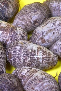 Closeup of taro root vegetable, eddo malanga, yellow background Stock Photos