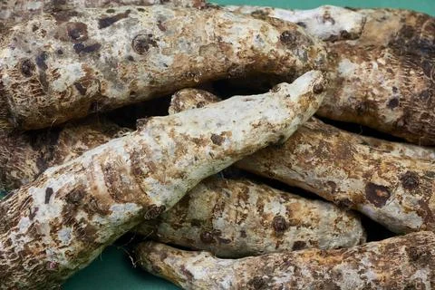 Closeup of taro root vegetable, eddo malanga, green background Stock Photos