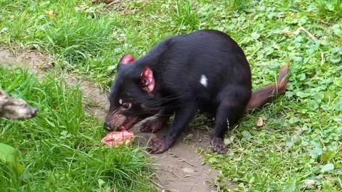Closeup of a tasmanian devil eating meat, Endangered animal specie from Tasma Stock Footage 118323244