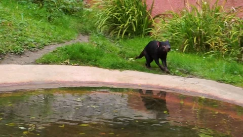 Closeup of a tasmanian devil running around, slowed down run motion, tropical Video stock 118467938