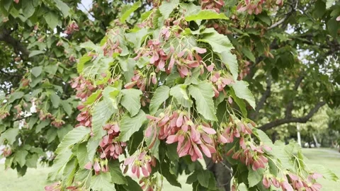 Closeup of a Tatar Maple Acer Tataricum with Pink Seed Pods and Green Leaves Stock Footage 312198850