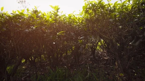 Closeup of Tea Bushes on a Farm in Sri Lanka. Video 4k UltraHD Stock Footage