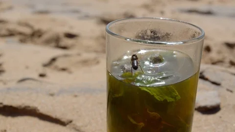 Closeup of a tea glass with typical bees on the beach. Amazing Morocco beach day Stock Footage 92384191