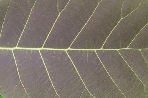 Closeup teak leaf background Stock Photos