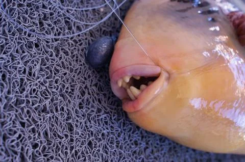 Closeup of  teeth of a coral trigger fish Stock Photos