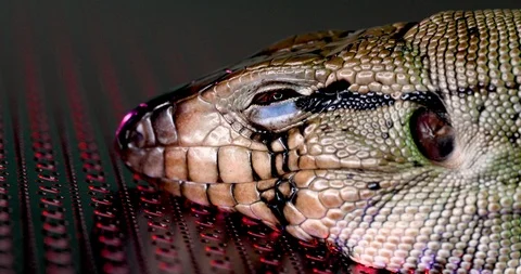 Closeup Of Tegu Lizard Waking Up From A Nap While On A Metal Sheet Stock Footage 108389921