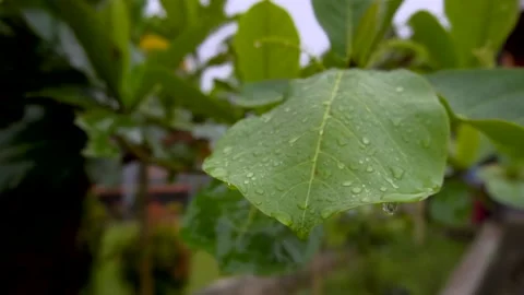 Closeup of Terminalia catappa leaves exposed to rain in the morning Stock Footage 229311560