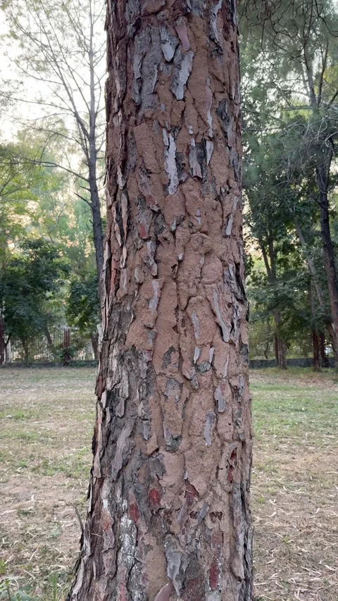Closeup of termite colony and mud on a tree in the forest. Stock Footage 296883409